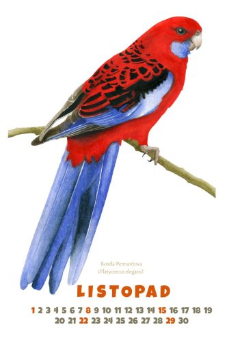 Papoušci-2025-listopad