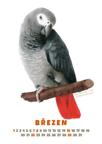 Papoušci-2026-březen