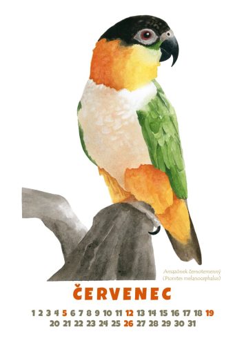 Papoušci-2026-červenec