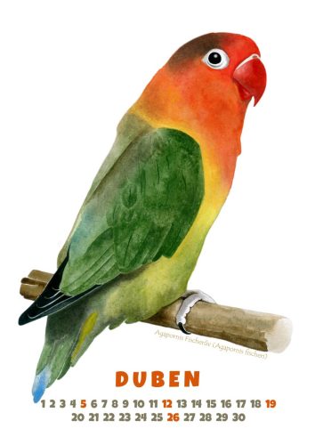 Papoušci-2026-duben