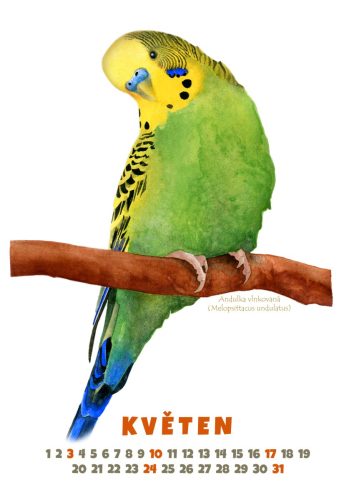 Papoušci-2026-květen