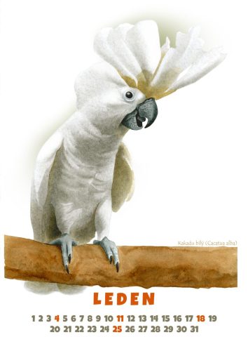 Papoušci-2026-leden