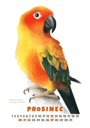 Papoušci-2026-prosinec