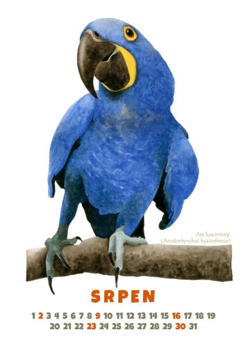 Papoušci-2026-srpen