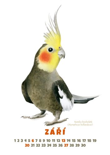Papoušci-2026-září