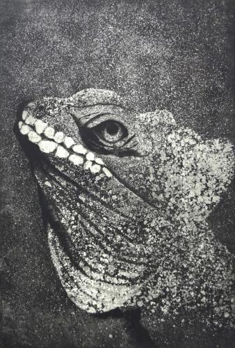 Bazilišek přilbový