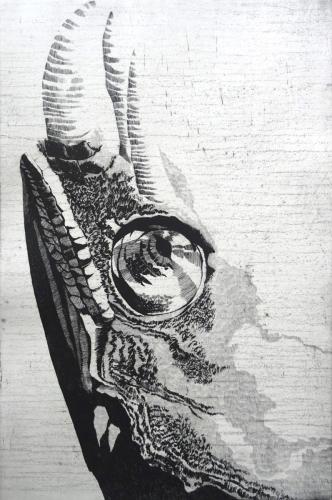 Chameleon Jacksonův