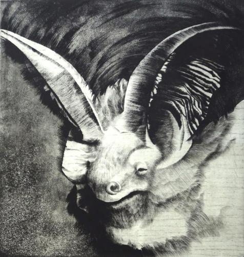 Netopýr dlouhouchý