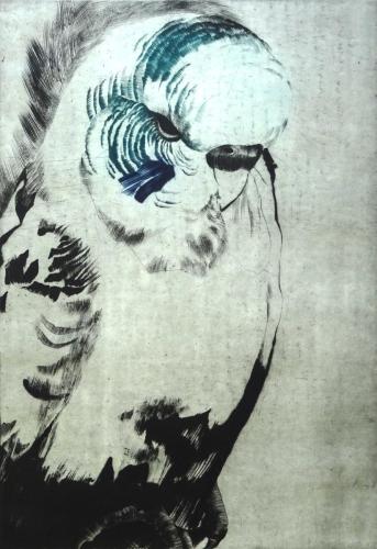 Papoušek vlnkovaný II